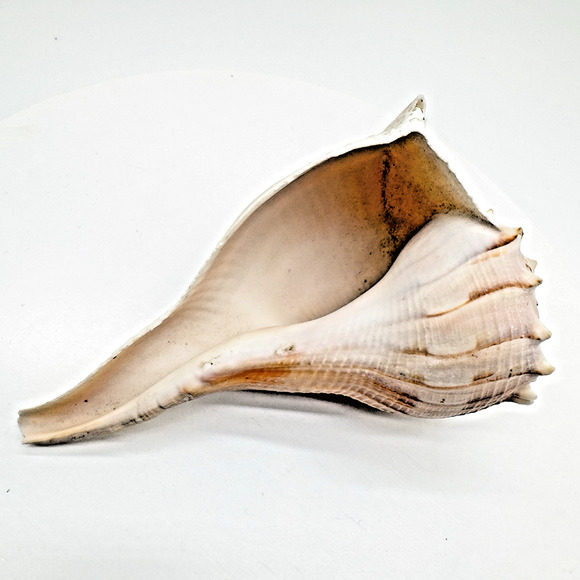 Vintage Lightning Whelk Conch Seashell Estate Collection Beach Decor Aquarium 6" - Picture 4 of 9
